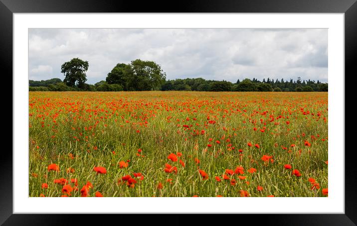 Poppy field panorama Framed Mounted Print by Jason Wells