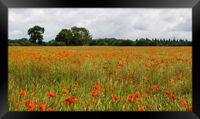 Poppy field panorama Framed Print by Jason Wells
