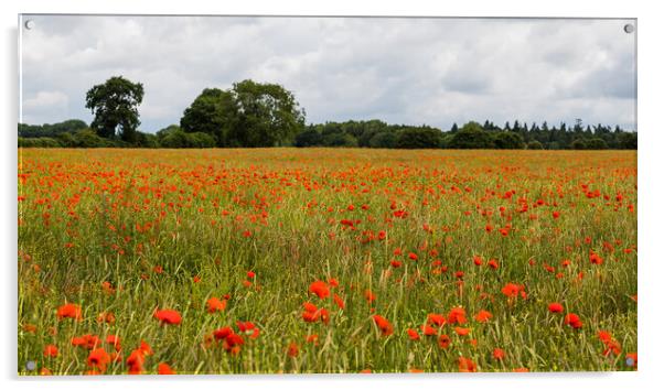 Poppy field panorama Acrylic by Jason Wells