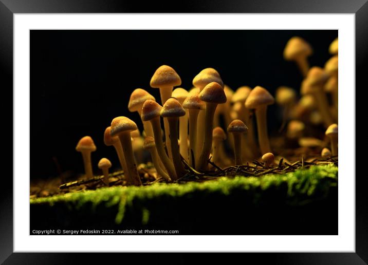 Honey Agaric mushrooms grow on a stump in autumn forest. Framed Mounted Print by Sergey Fedoskin
