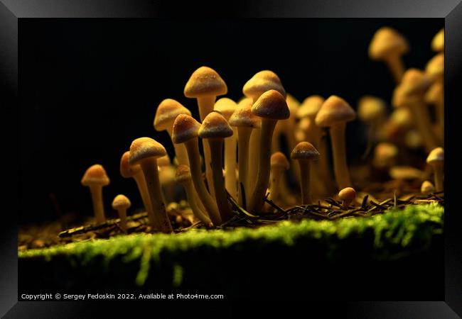 Honey Agaric mushrooms grow on a stump in autumn forest. Framed Print by Sergey Fedoskin