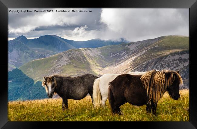 Wild Ponies in Mountain Landscape on Moel Eilio Sn Framed Print by Pearl Bucknall