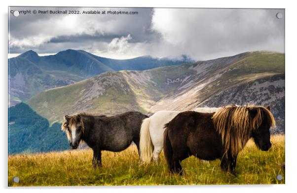 Wild Ponies in Mountain Landscape on Moel Eilio Sn Acrylic by Pearl Bucknall