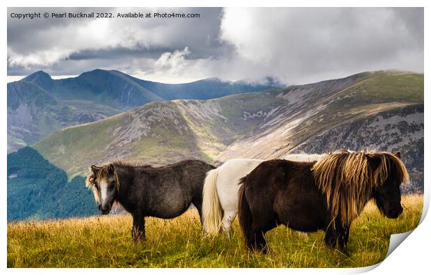 Wild Ponies in Mountain Landscape on Moel Eilio Sn Print by Pearl Bucknall