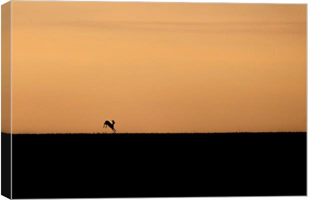 Deer into the sunrise in the Cotswolds  Canvas Print by Jonathan Thirkell