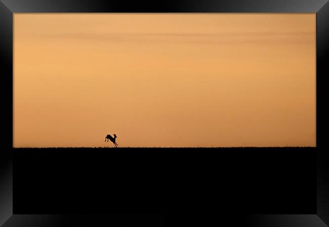 Deer into the sunrise in the Cotswolds  Framed Print by Jonathan Thirkell