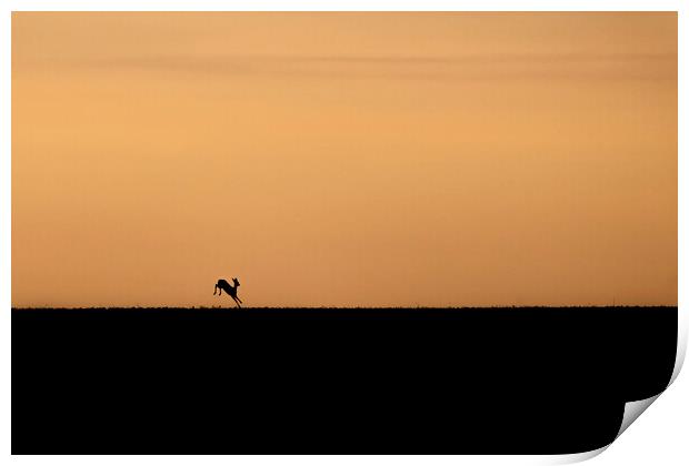 Deer into the sunrise in the Cotswolds  Print by Jonathan Thirkell