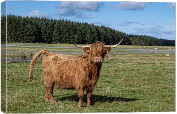 The Highland cow,Cow with attitude Canvas Print by kathy white