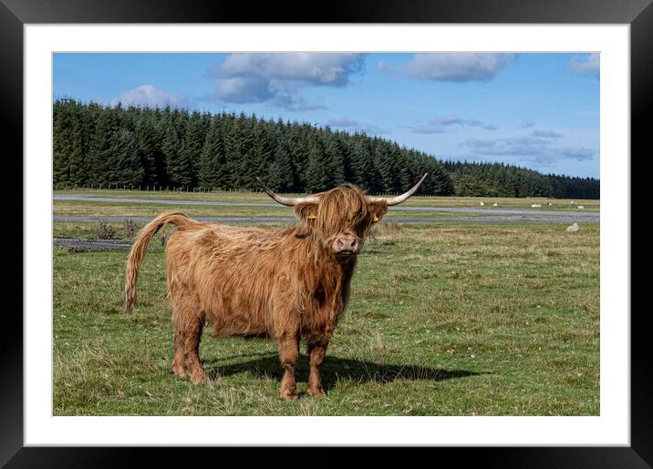 The Highland cow,Cow with attitude Framed Mounted Print by kathy white