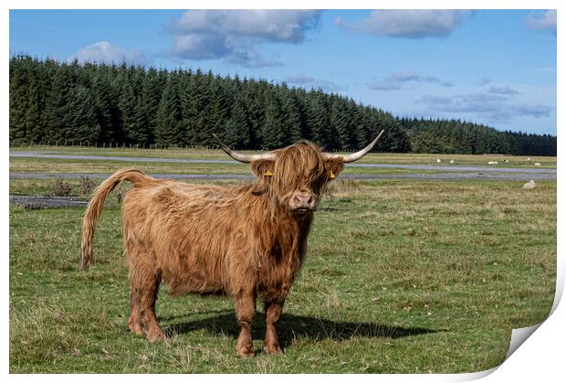 The Highland cow,Cow with attitude Print by kathy white