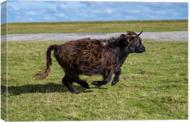 running around,Highland cow Canvas Print by kathy white