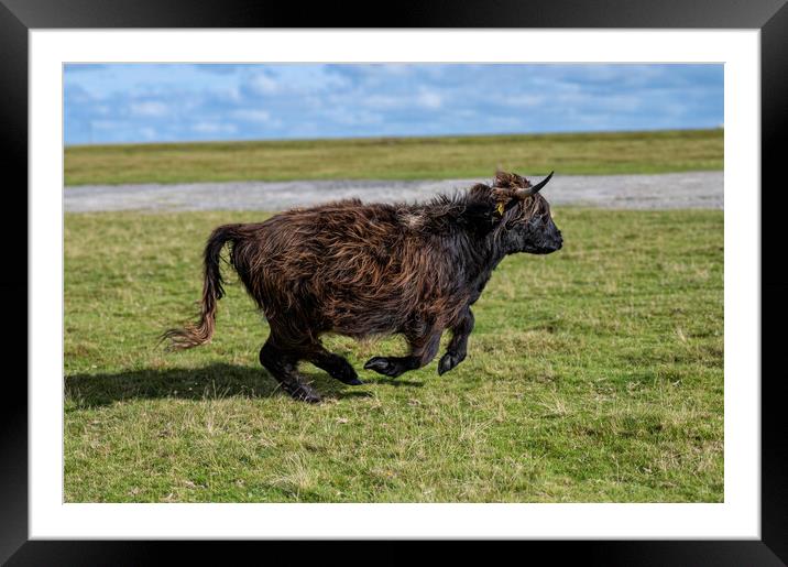 running around,Highland cow Framed Mounted Print by kathy white