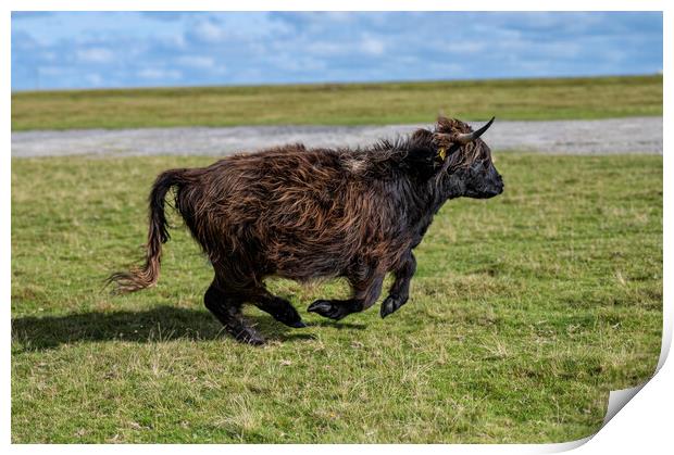 running around,Highland cow Print by kathy white