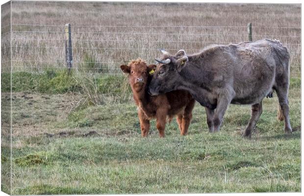 Highland cow ,Mother and baby Canvas Print by kathy white