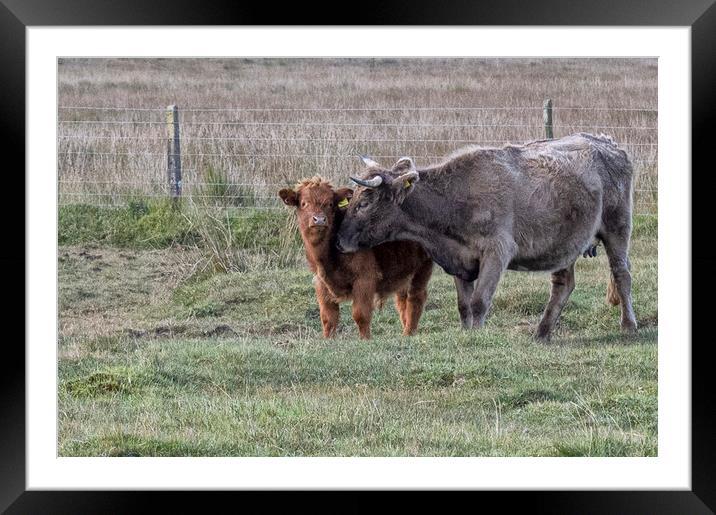 Highland cow ,Mother and baby Framed Mounted Print by kathy white