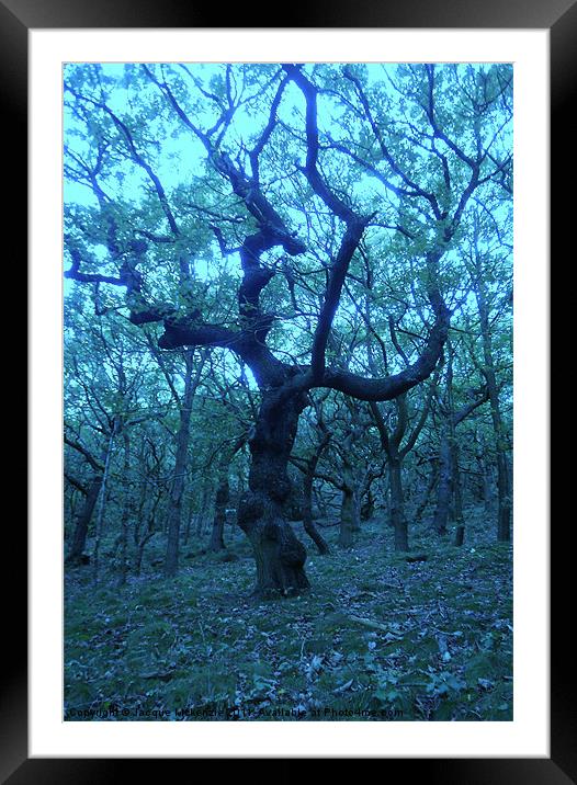 SCARY TREES Framed Mounted Print by Jacque Mckenzie