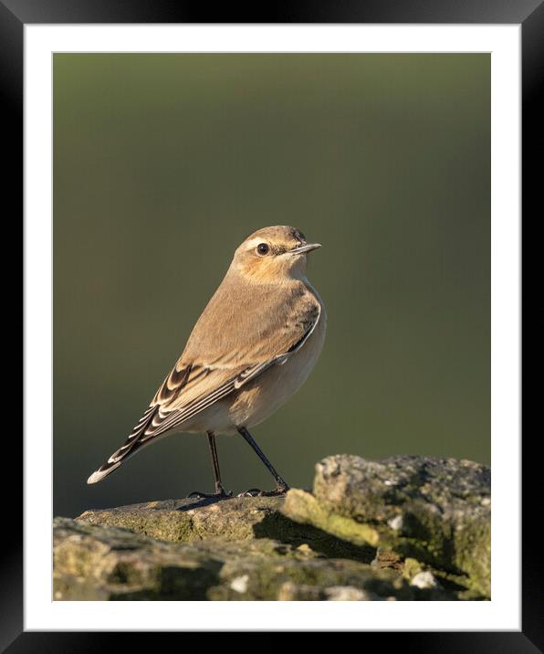 Northern Wheatear in morning light Framed Mounted Print by Jonathan Thirkell