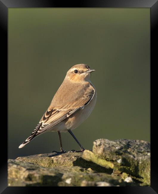 Northern Wheatear in morning light Framed Print by Jonathan Thirkell