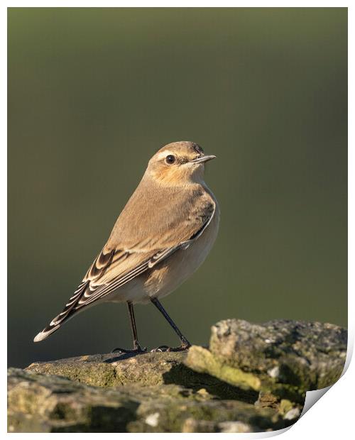 Northern Wheatear in morning light Print by Jonathan Thirkell