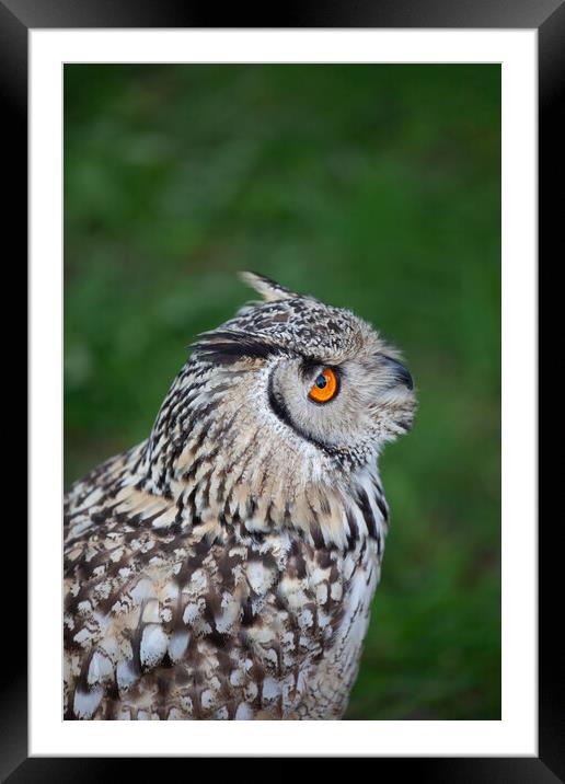 Indian Eagle Owl Framed Mounted Print by Artur Bogacki