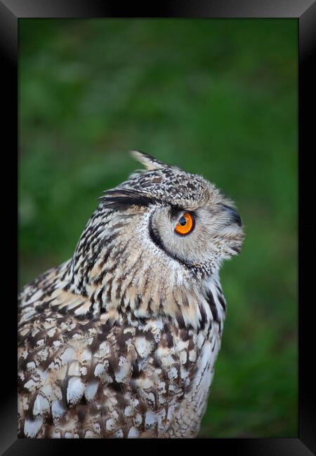 Indian Eagle Owl Framed Print by Artur Bogacki