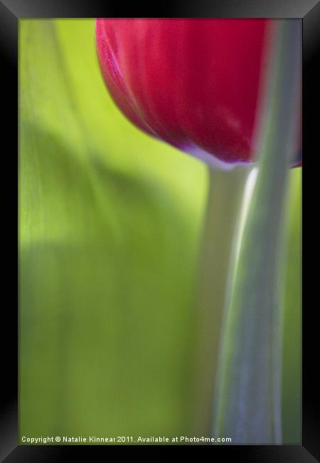 Tulip Close Up Framed Print by Natalie Kinnear