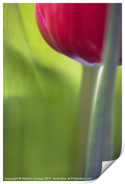 Tulip Close Up Print by Natalie Kinnear