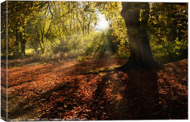 Autumnal Sunburst Illuminating Fallen Beech Leaves. Canvas Print by Steve Gill