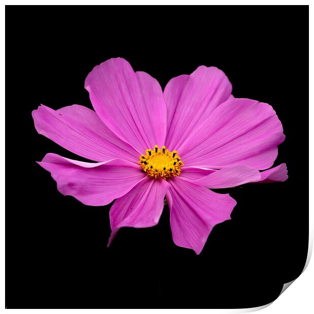 Pink Garden Cosmos Flower Print by Jonathan Thirkell