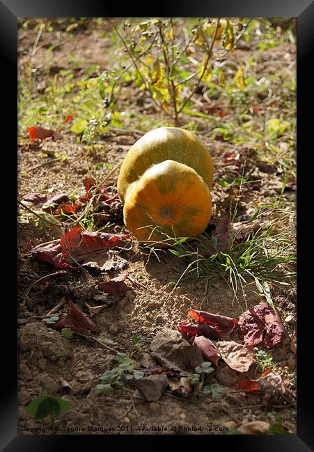 Pumpkin season Framed Print by Sandra Marques