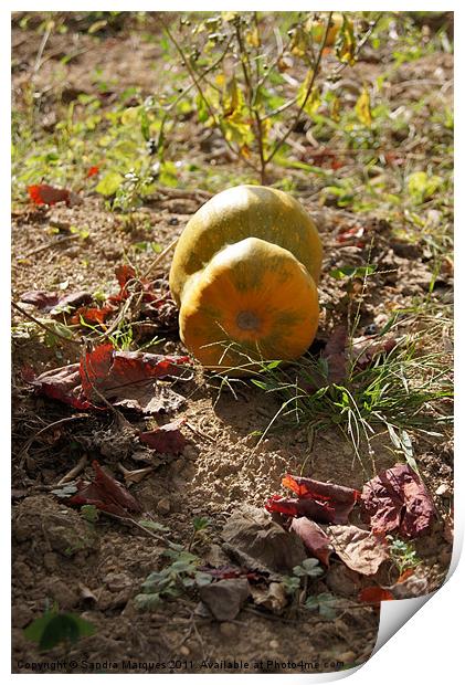 Pumpkin season Print by Sandra Marques