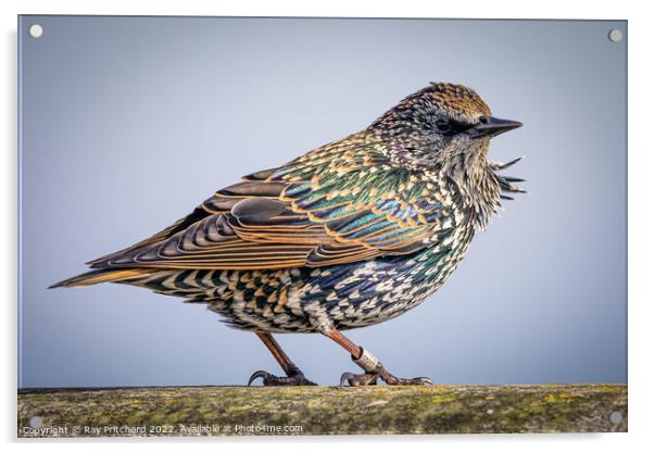 Starling  Acrylic by Ray Pritchard