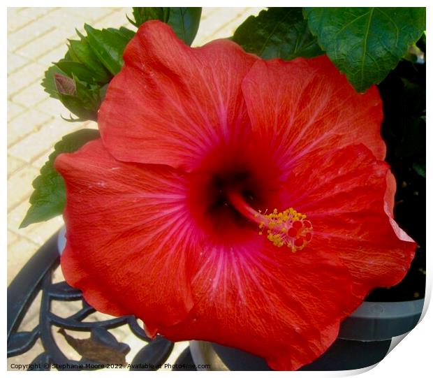 Red Hibiscus Print by Stephanie Moore