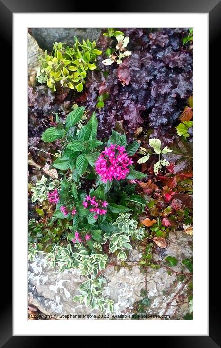 Colourful garden plants Framed Mounted Print by Stephanie Moore