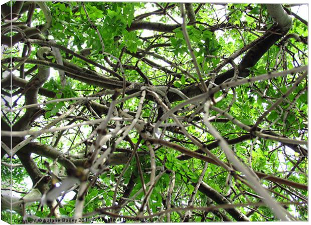 Branches from a different Angle Canvas Print by Natalie Bailey