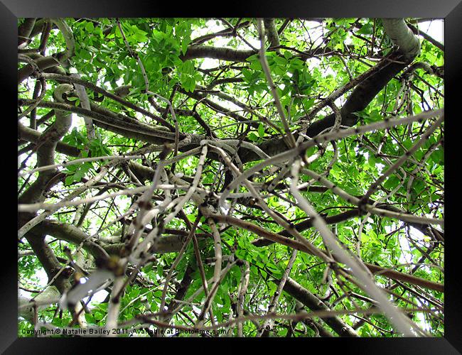 Branches from a different Angle Framed Print by Natalie Bailey