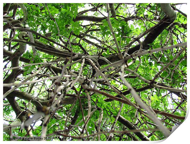 Branches from a different Angle Print by Natalie Bailey