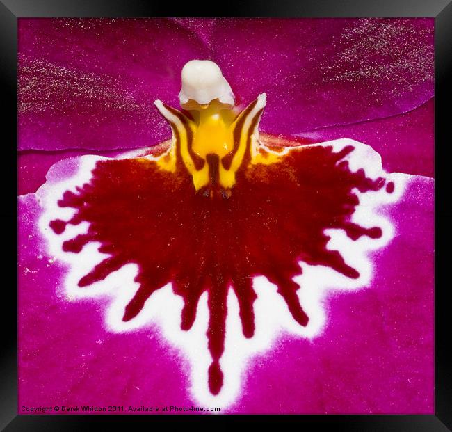 Miltonia Orchid Framed Print by Derek Whitton