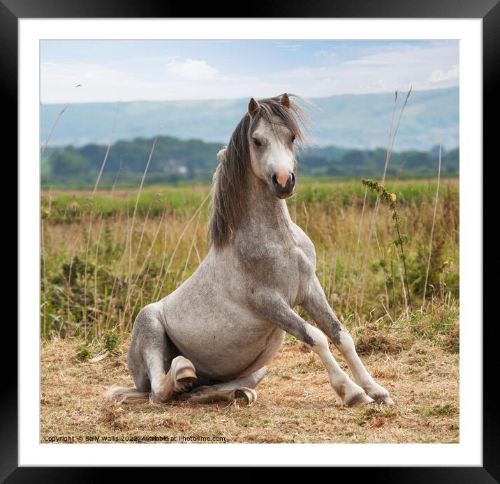 A grey pony getting up from a roll Framed Mounted Print by Sally Wallis