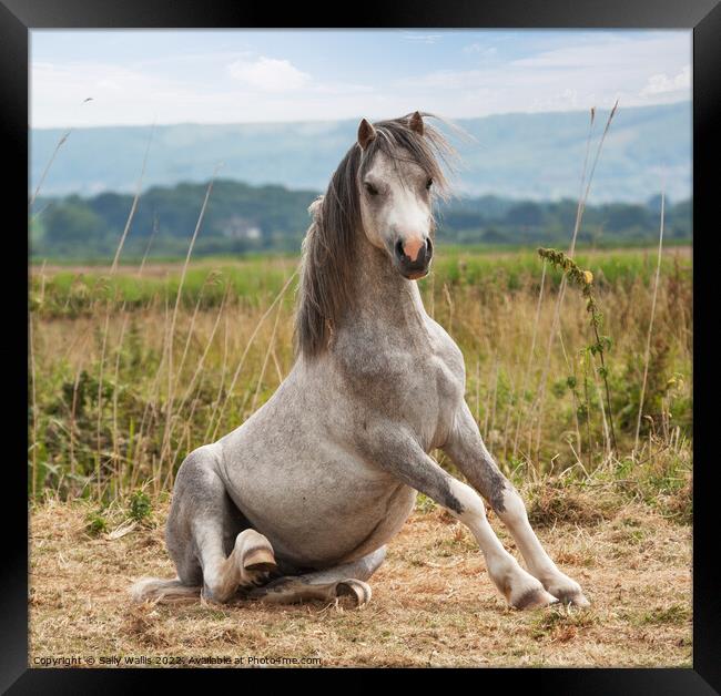 A grey pony getting up from a roll Framed Print by Sally Wallis