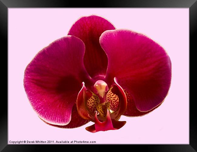 Phalaenopsis Orchid Framed Print by Derek Whitton