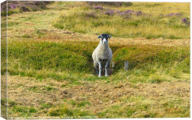 Moorland Sheep - North Yorkshire Moors Canvas Print by Michael Shannon