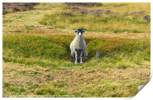 Moorland Sheep - North Yorkshire Moors Print by Michael Shannon
