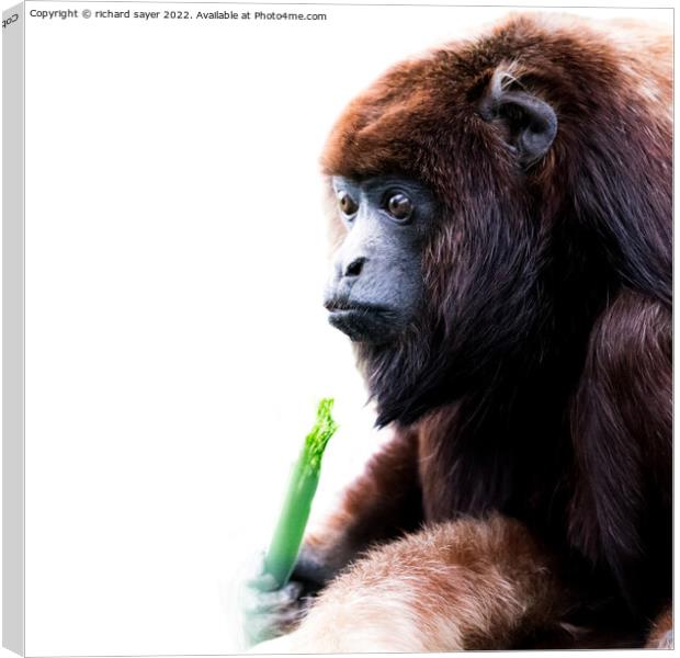 Feasting Howler Monkey Canvas Print by richard sayer