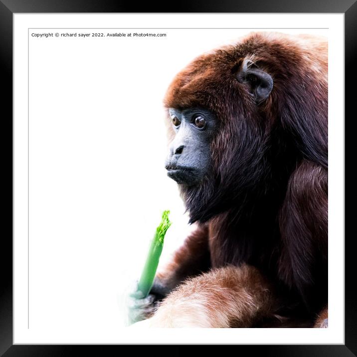 Feasting Howler Monkey Framed Mounted Print by richard sayer