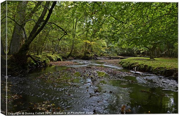 New Forest Stream Canvas Print by Donna Collett