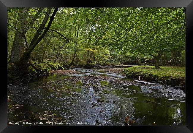 New Forest Stream Framed Print by Donna Collett