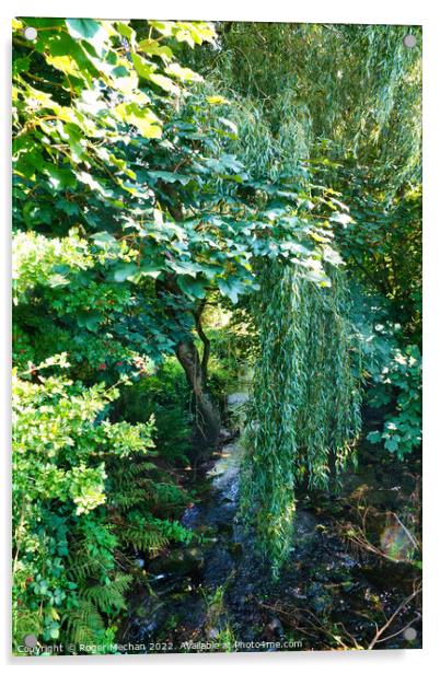 Enchanting Willow by the Brook Acrylic by Roger Mechan