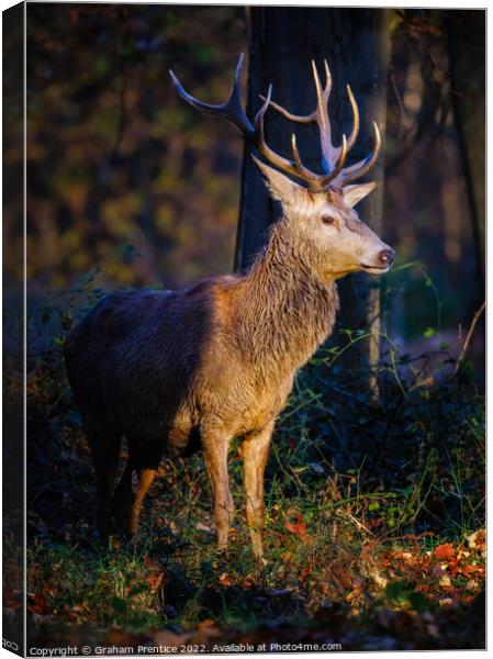 Magnificent Red Deer Stag Canvas Print by Graham Prentice