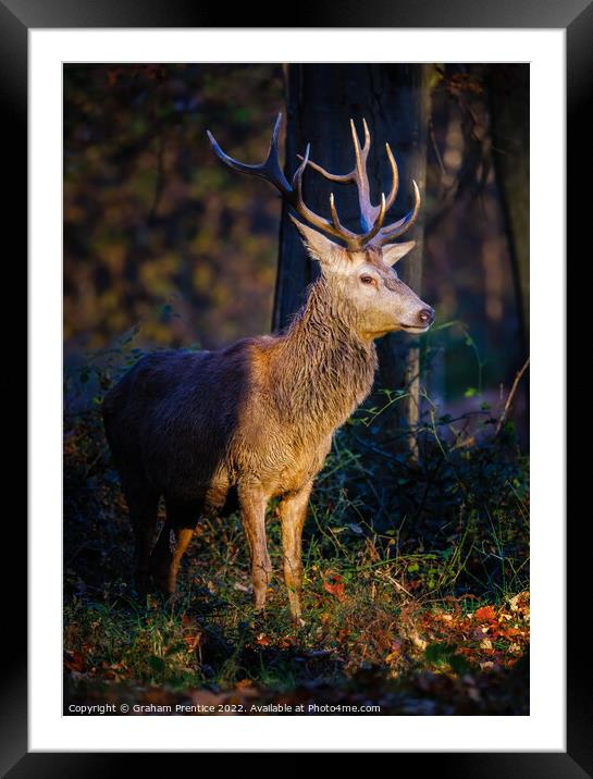 Magnificent Red Deer Stag Framed Mounted Print by Graham Prentice